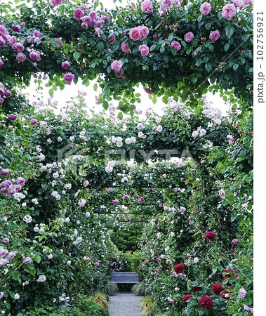 素敵なバラの花に包まれたベンチの風景 みなと見える公園 素敵なバラの花に包まれたベンチの風景 みなと見える公園 102756921
