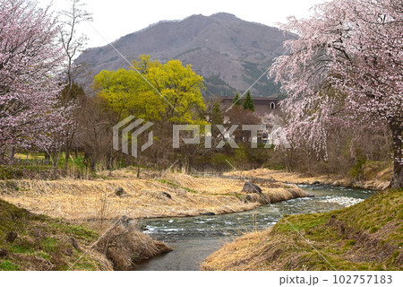 信州の春　大出公園の桜　長野県白馬村　 102757183