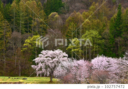 信州の春 大出公園の桜屏風 長野県白馬村 信州の春 大出公園の桜屏風 長野県白馬村 102757472