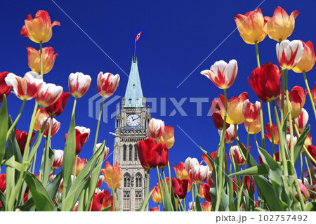 Canadian Parliament Tower surrounded by multicolor tulips in spring, Ottawa, Canada Canadian Parliament Tower surrounded by multicolor tulips in spring, Ottawa, Canada 102757492