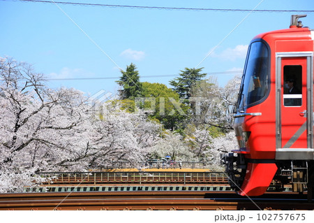 桜と名鉄電車 102757675