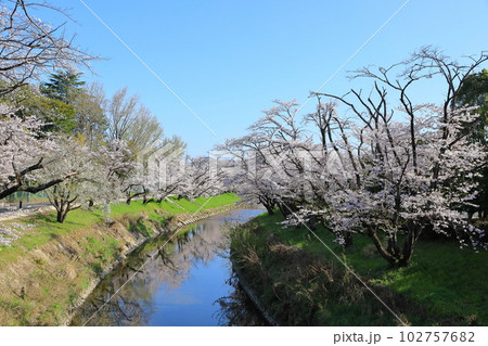 岐阜県各務原市 新境川の桜並木 102757682