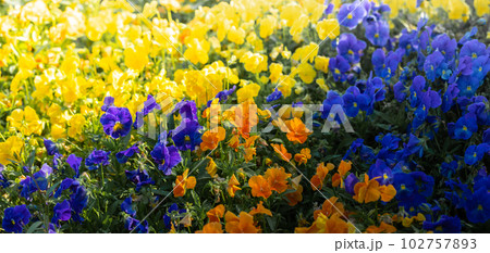 Colorful yellow, blue and orange pansy flower bed. Natural spring or summer floral multicolored background. Banner. Selective focus. 102757893