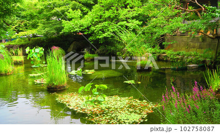 西新井大師にある池の風景 西新井大師にある池の風景 102758087