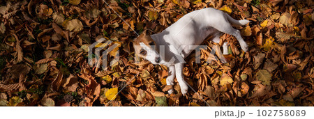 Dog jack russell terrier lies in the fallen leaves on a walk in the autumn park. View from above. Dog jack russell terrier lies in the fallen leaves on a walk in the autumn park. View from above. 102758089