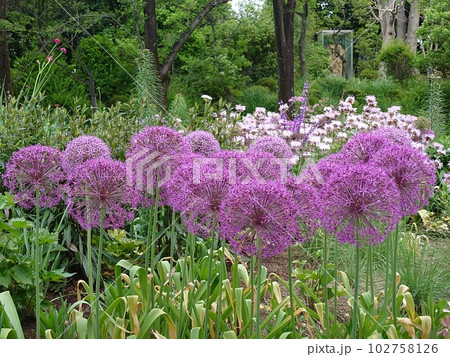紫の大きな花が特徴のアリアム 紫の大きな花が特徴のアリアム 102758126