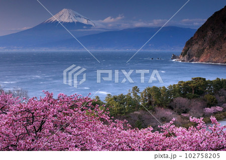 静岡県沼津市井田 斜面の満開の早咲き河津桜と白波の駿河湾と夕暮れの冠雪した富士山の景色 静岡県沼津市井田 斜面の満開の早咲き河津桜と白波の駿河湾と夕暮れの冠雪した富士山の景色 102758205