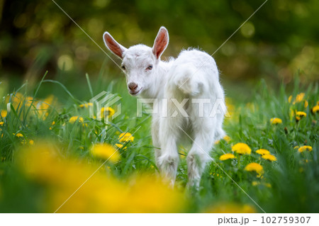 White baby goat standing on grass with yellow flowers White baby goat standing on grass with yellow flowers 102759307