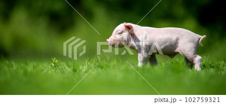 Newborn piglet on spring green grass on a farm Newborn piglet on spring green grass on a farm 102759321