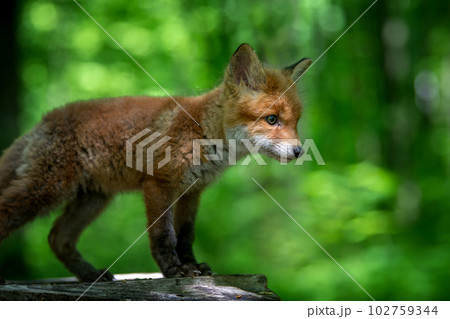 Red fox, vulpes vulpes, small young cub in forest on tree stump. Wildlife scene from nature Red fox, vulpes vulpes, small young cub in forest on tree stump. Wildlife scene from nature 102759344