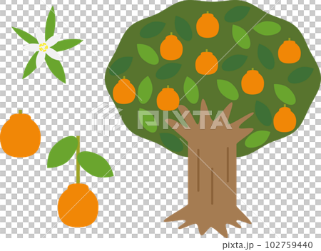 不知火 (Dekopon) 樹、花和水果的插圖集 102759440