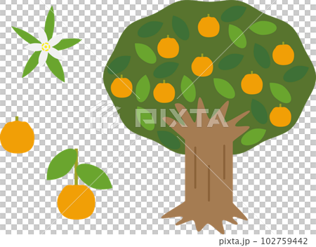 椪欏樹花果插畫集 椪欏樹花果插畫集 102759442