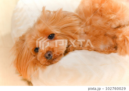 眠りかけの子犬の表情 眠りかけの子犬の表情 102760029