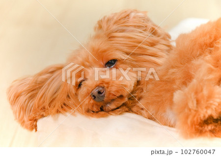 眠りかけの子犬の表情 眠りかけの子犬の表情 102760047