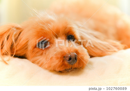 眠りかけの子犬の表情 眠りかけの子犬の表情 102760089
