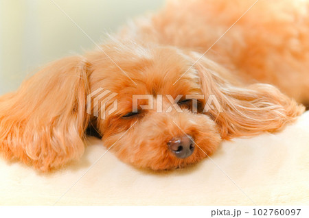 眠りかけの子犬の表情 102760097