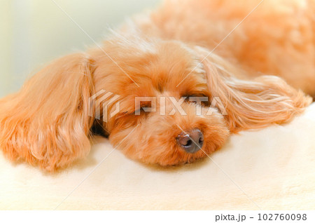 眠りかけの子犬の表情 102760098