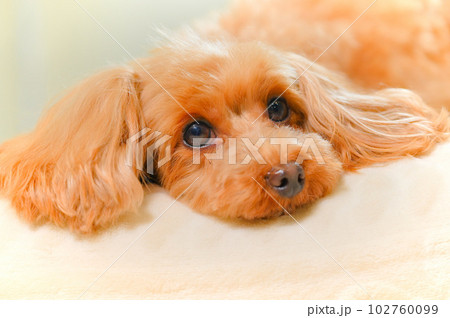 眠りかけの子犬の表情 眠りかけの子犬の表情 102760099