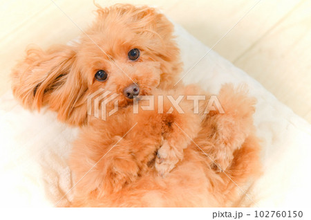 眠りかけの子犬の表情 102760150