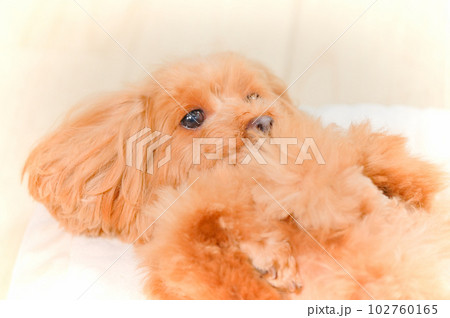 眠りかけの子犬の表情 102760165