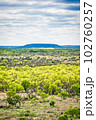 A picturesque landscape of rolling hills, lush grasslands and a distant horizon stretch across the natural beauty of San Angelo State Park in Texas. 102760257
