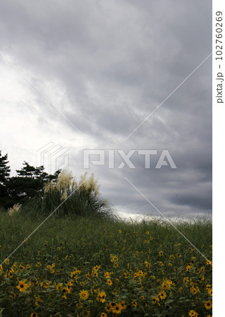 向日葵畑に雨雲襲来 向日葵畑に雨雲襲来 102760269
