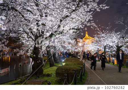 《東京都》桜満開の不忍池・春の上野公園 102760282