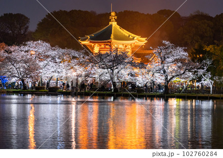 《東京都》桜満開の不忍池・春の上野公園 102760284
