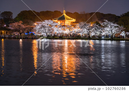《東京都》桜満開の不忍池・春の上野公園 《東京都》桜満開の不忍池・春の上野公園 102760286
