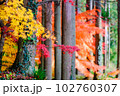 紅葉したもみじ 102760307
