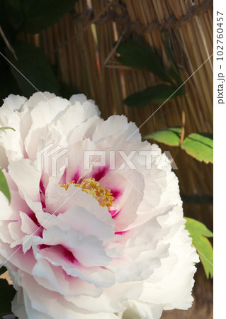 牡丹 新潟明石潟の写真素材 [102760457] - PIXTA
