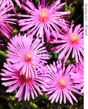 マツバキク 102760538