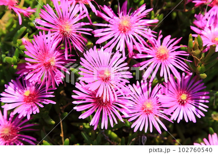 マツバキク 102760540