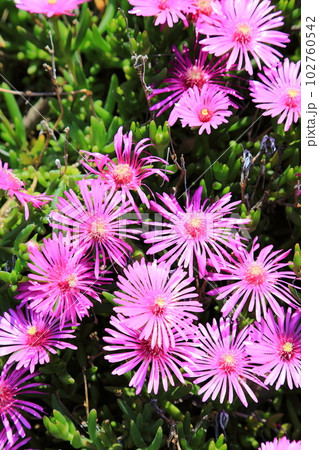 マツバキク マツバキク 102760542