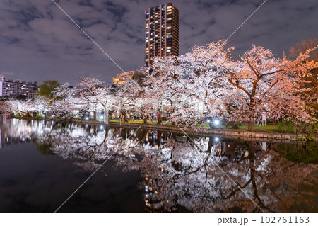 《東京都》桜満開の不忍池・春の上野公園 《東京都》桜満開の不忍池・春の上野公園 102761163