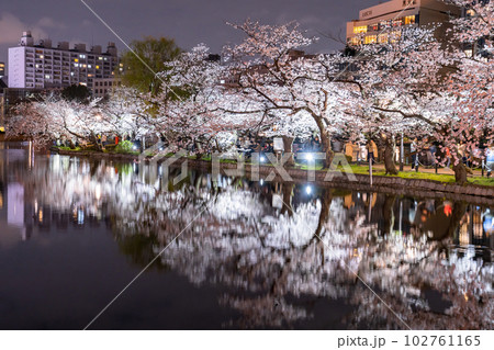 《東京都》桜満開の不忍池・春の上野公園 《東京都》桜満開の不忍池・春の上野公園 102761165