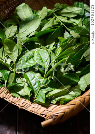 ざるに盛ったお茶の葉 102761225
