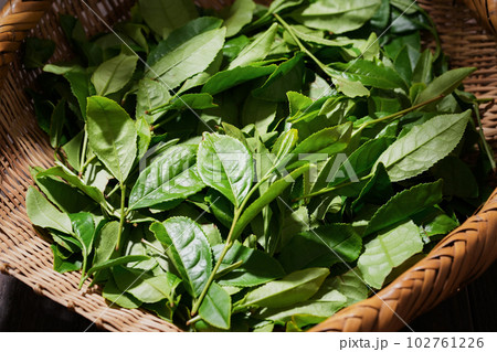 ざるに盛ったお茶の葉 ざるに盛ったお茶の葉 102761226