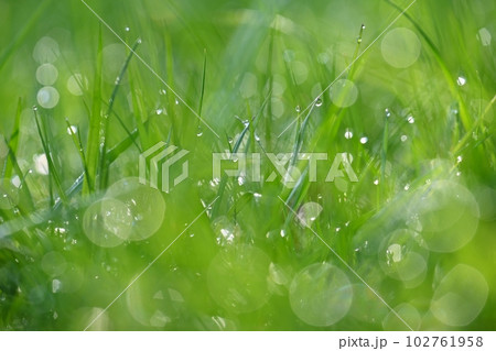 Beautiful nature background with grass and morning dew. Sunbeams of the morning sun with water drops. Concept for nature and environment 102761958