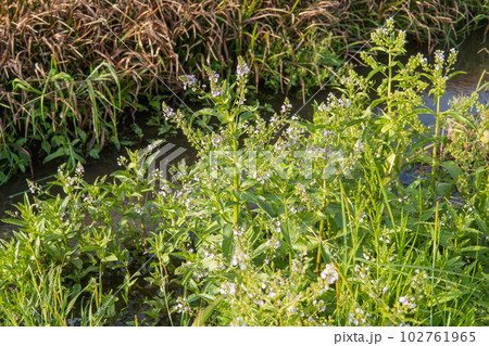 水辺の野草/花が咲いたカワジヂシャ/オオバコ科 水辺の野草/花が咲いたカワジヂシャ/オオバコ科 102761965