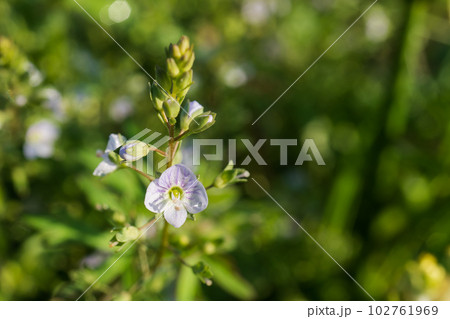 水辺の野草/水滴が付いたカワジヂシャの花の正面/オオバコ科 水辺の野草/水滴が付いたカワジヂシャの花の正面/オオバコ科 102761969