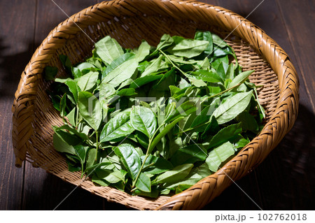 ざるに盛ったお茶の葉 102762018