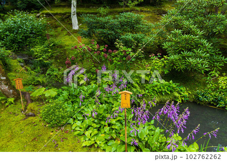 京都嵯峨嵐山の夏　世界遺産　天龍寺　曹源池庭園 102762262