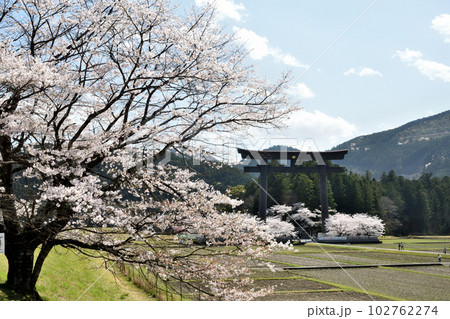大斎原の大鳥居と一本桜 【和歌山県田辺市本宮町】 大斎原の大鳥居と一本桜 【和歌山県田辺市本宮町】 102762274