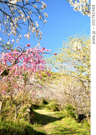 ひるね茶屋のハナモモ 【和歌山県田辺市】 ひるね茶屋のハナモモ 【和歌山県田辺市】 102762488