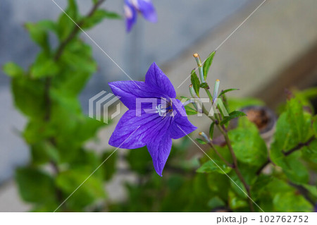 京都嵯峨嵐山の夏　世界遺産　天龍寺　桔梗 102762752