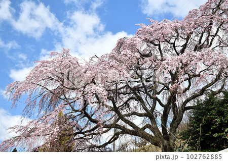 栃原の枝垂桜 【奈良県下市町】 栃原の枝垂桜 【奈良県下市町】 102762885