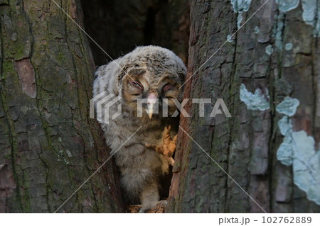 モリフクロウ④ 102762889