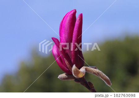 モクレン（シモクレン,木蓮，紫木蓮）の紫の花弁が高貴で美しい 102763098