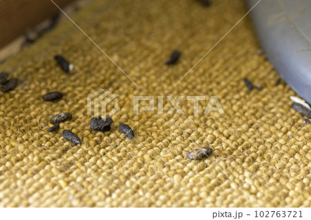 カーペットの上に撒き散らされていたネズミの糞 ネズミ被害イメージ カーペットの上に撒き散らされていたネズミの糞 ネズミ被害イメージ 102763721